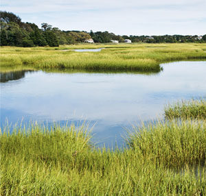 photo of saltmarsh on Cape Cod
